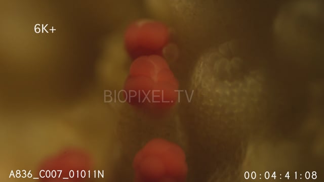 Coral spawning macro 6K+ 4.mp4