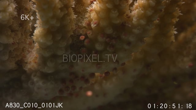 Coral Spawning Macro motion control 6K+ 2.mp4