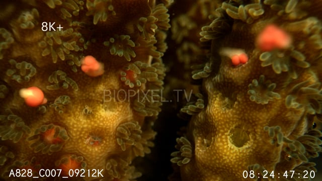 Coral Spawning Macro motion control Probe Lens 8K+ 6.mov