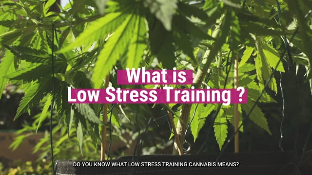 Low-Stress Training: How To Increase Your Bud Production