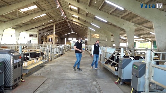 Icore, un proxecto asturiano para optimizar a recría de machos frisóns