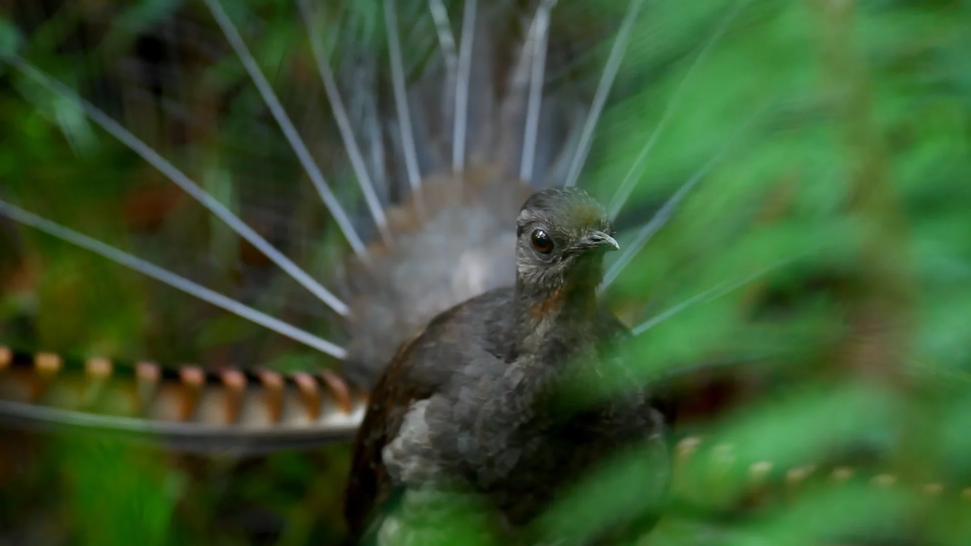 Lyrebird: Master of Mimicry - TheDailyGuardian