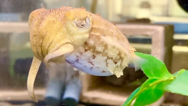 Baby Dwarf Cuttlefish