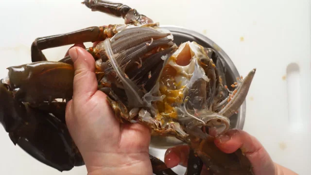 How To Store Live Crab Overnight