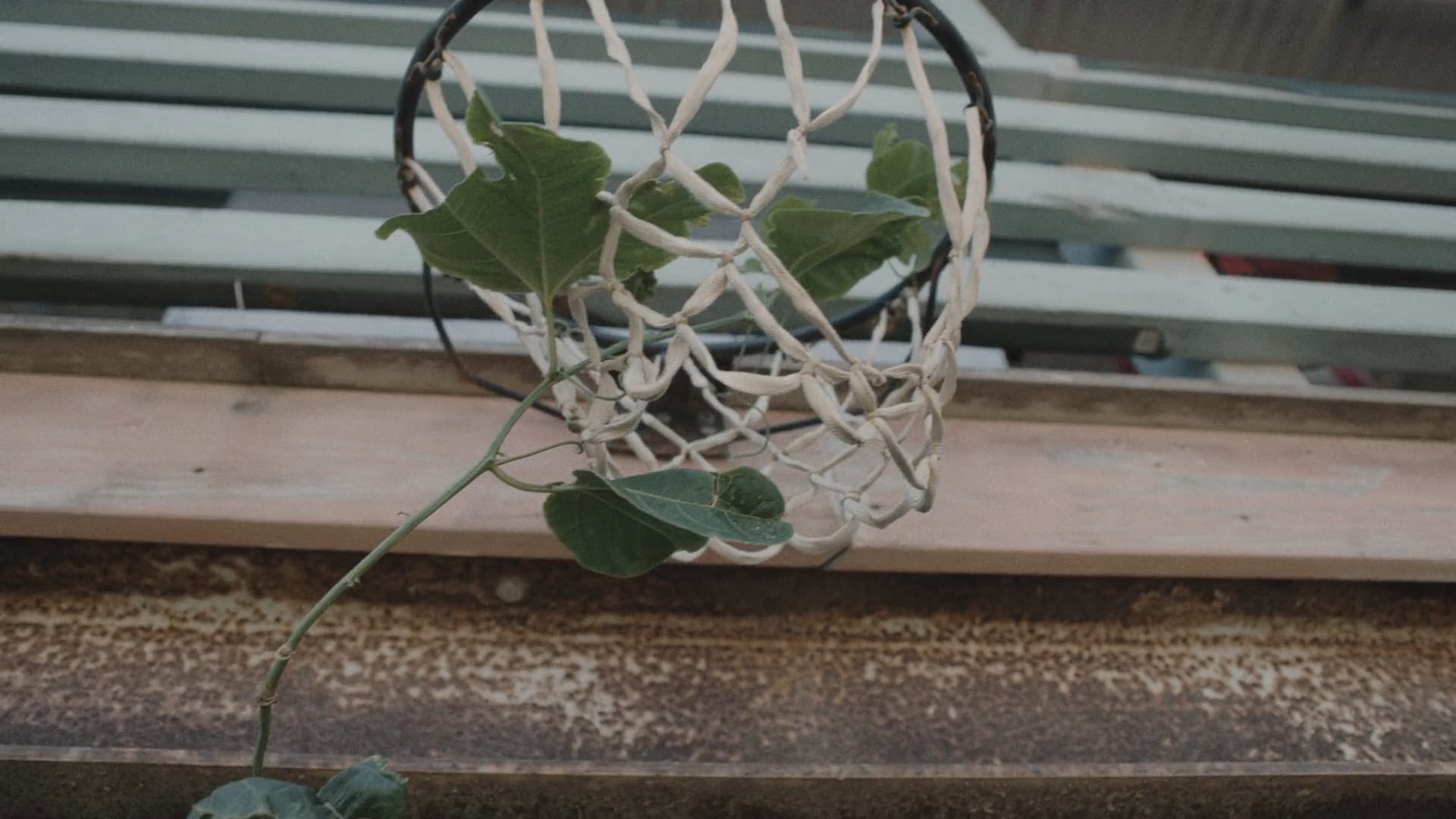 PATTY MILLS | MY PLACE OF ORIGIN