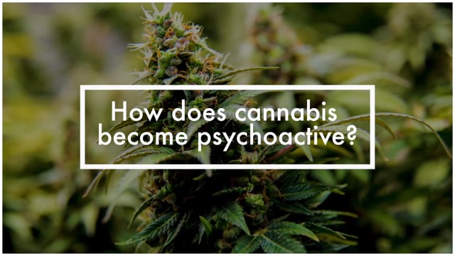 How Does Marijuana Become Psychoactive