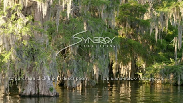 2919 tilt up to cypress trees and spanish moss in swamp