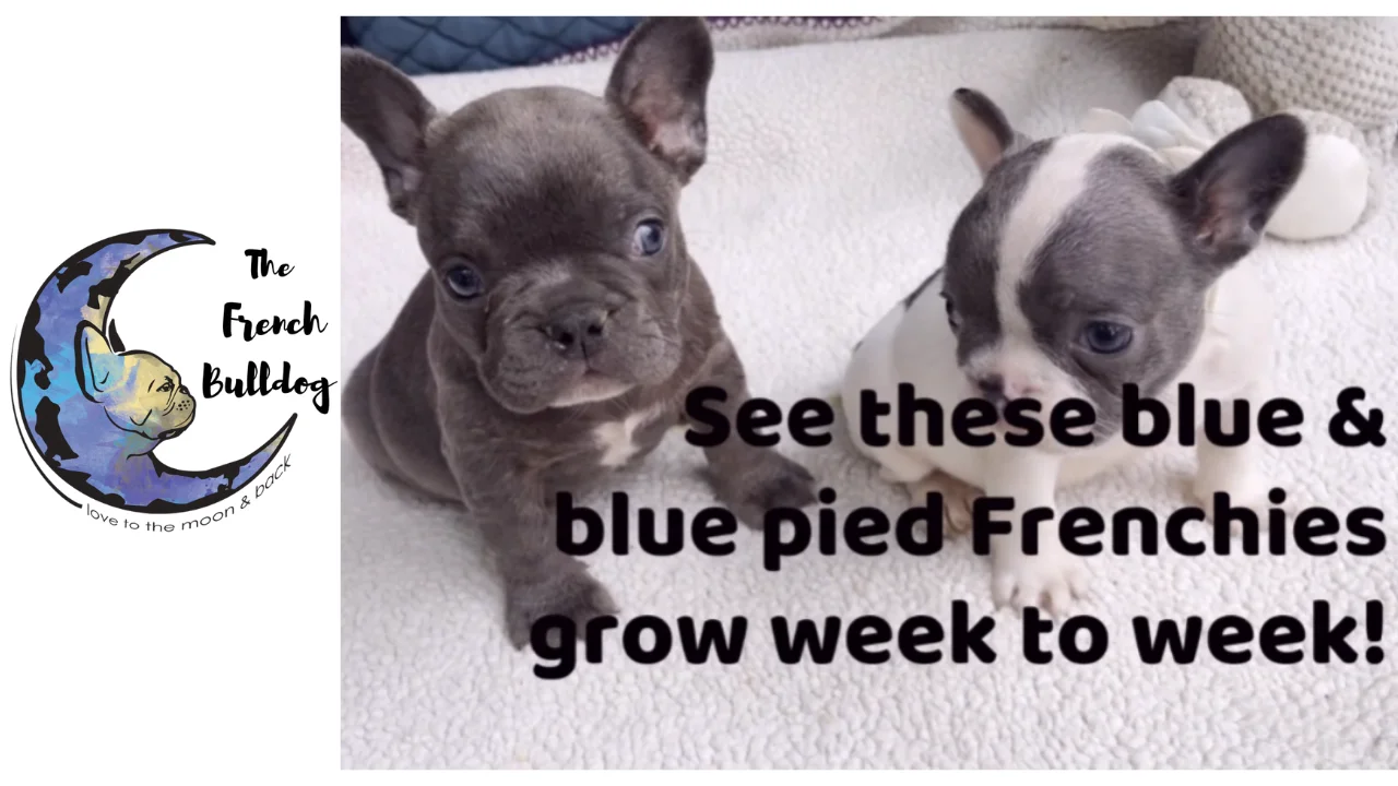 blue pied french bulldog puppies