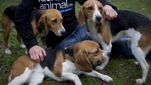 Simpatizantes de Igualdad Animal rescatan a 36 perros de un criadero de animales para vivisección
