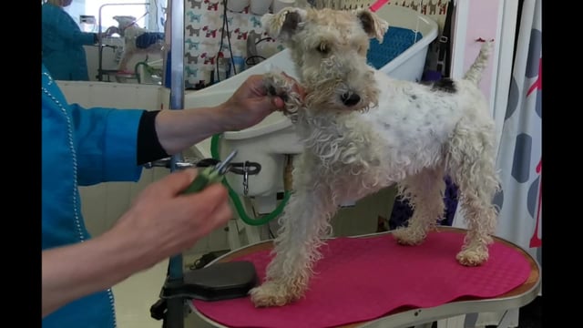 Nail clipping