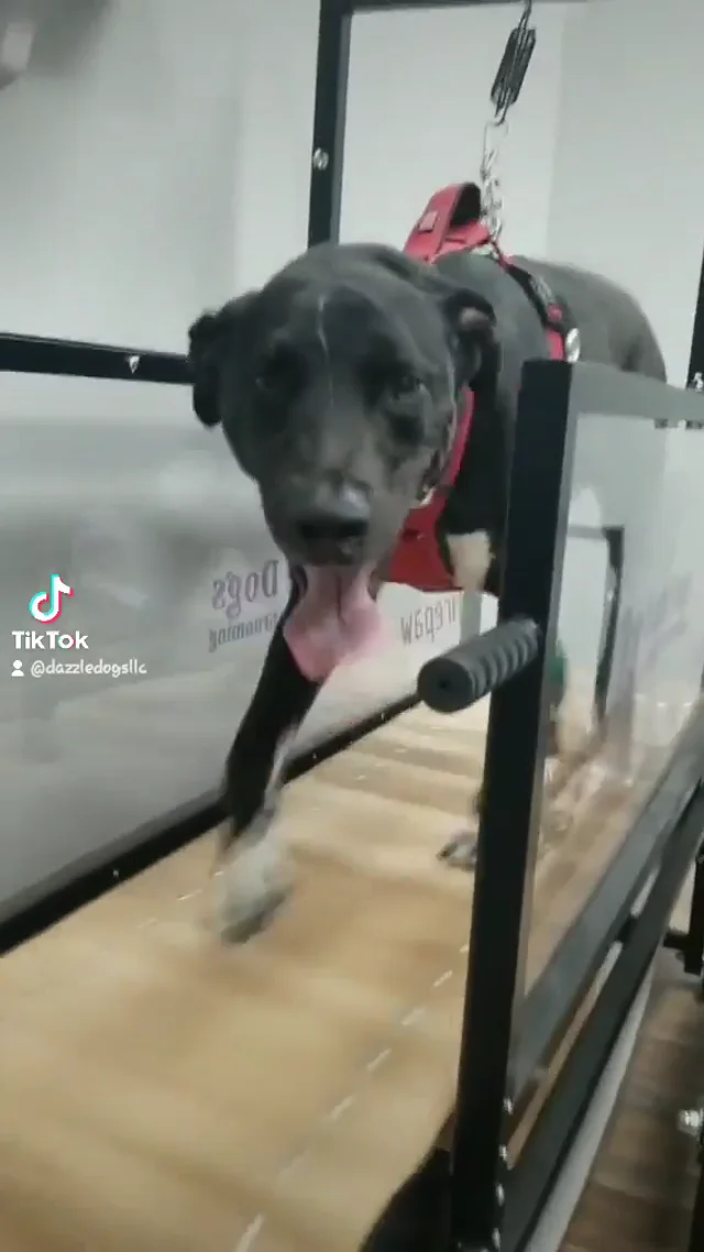 Treadmills (slat mills) for dogs, Dogmills