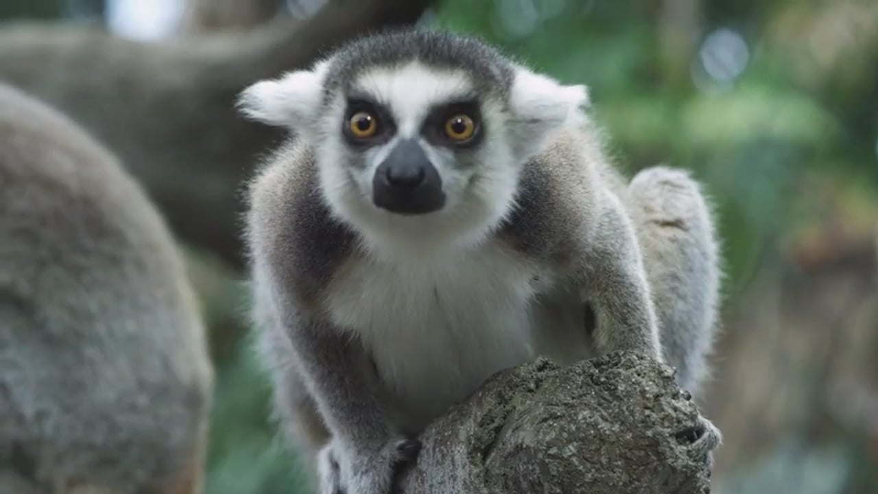 Leapin' Lemurs