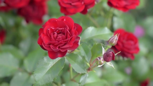 100+ Free Rose Petals & Petals Videos, HD & 4K Clips - Pixabay