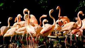 flamingo, birds, water bird