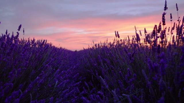 Lavender, Flowers, Nectar