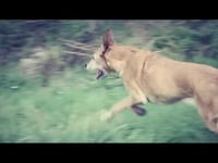 CanisAlpha ® - DER Herzenswunsch