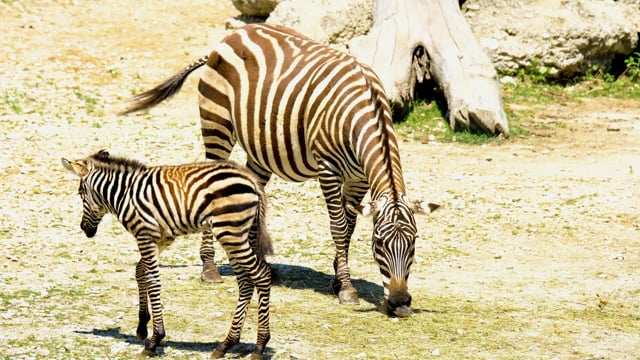20+ Free Zebra & Animal Videos, HD & 4K Clips - Pixabay