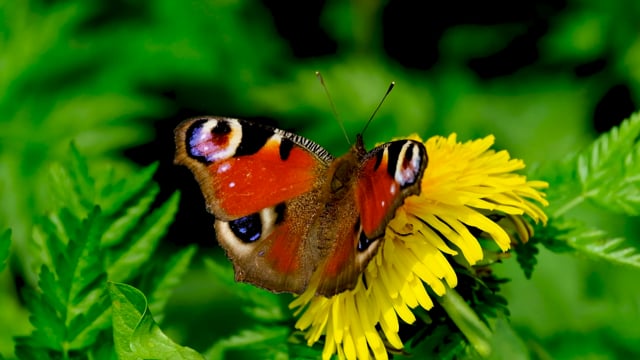 Modelage d'un petit papillon - Vidéo Dailymotion