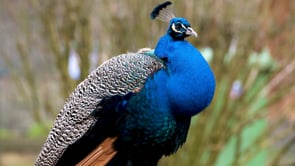 peacock, bird, feather