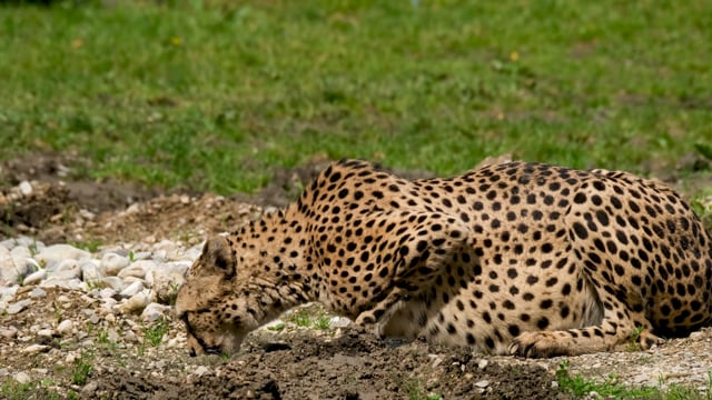 Guépard Prédateur Dangereux - Free video on Pixabay