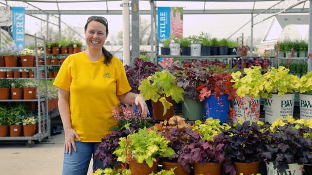 Coral Bells | Grow Heuchera for Shade Gardens, Pleasing Foliage & Hummingbirds