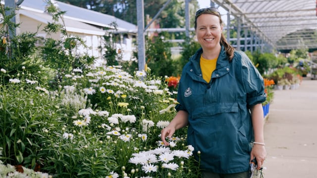 Shasta Daisy | Grow Leucanthemum for Deer Resistance, Repeat Blooms & Pollinators