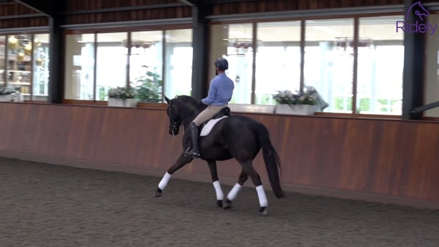 Lateral Suppleness and Activity in the Trot