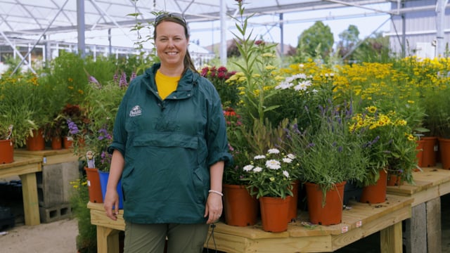 How to Grow a Bee-Friendly Garden