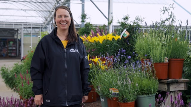 Lavender | Grow for Deer Resistance, Cut Flowers & Pollinators