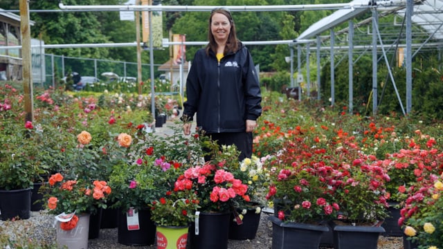 Video Guide to 8 Rose Types: Qualities, Care & Varieties