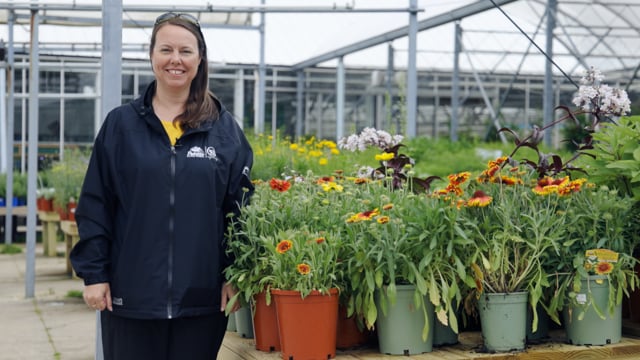 Gaillardia | Grow Blanket Flower for Deer Resistance, Repeat Blooms & Pollinators