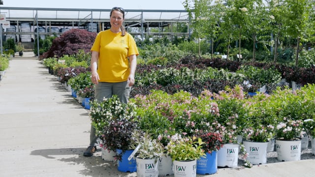 Weigela | Grow Weigela for Deer Resistance, Fall Color & Pollinators