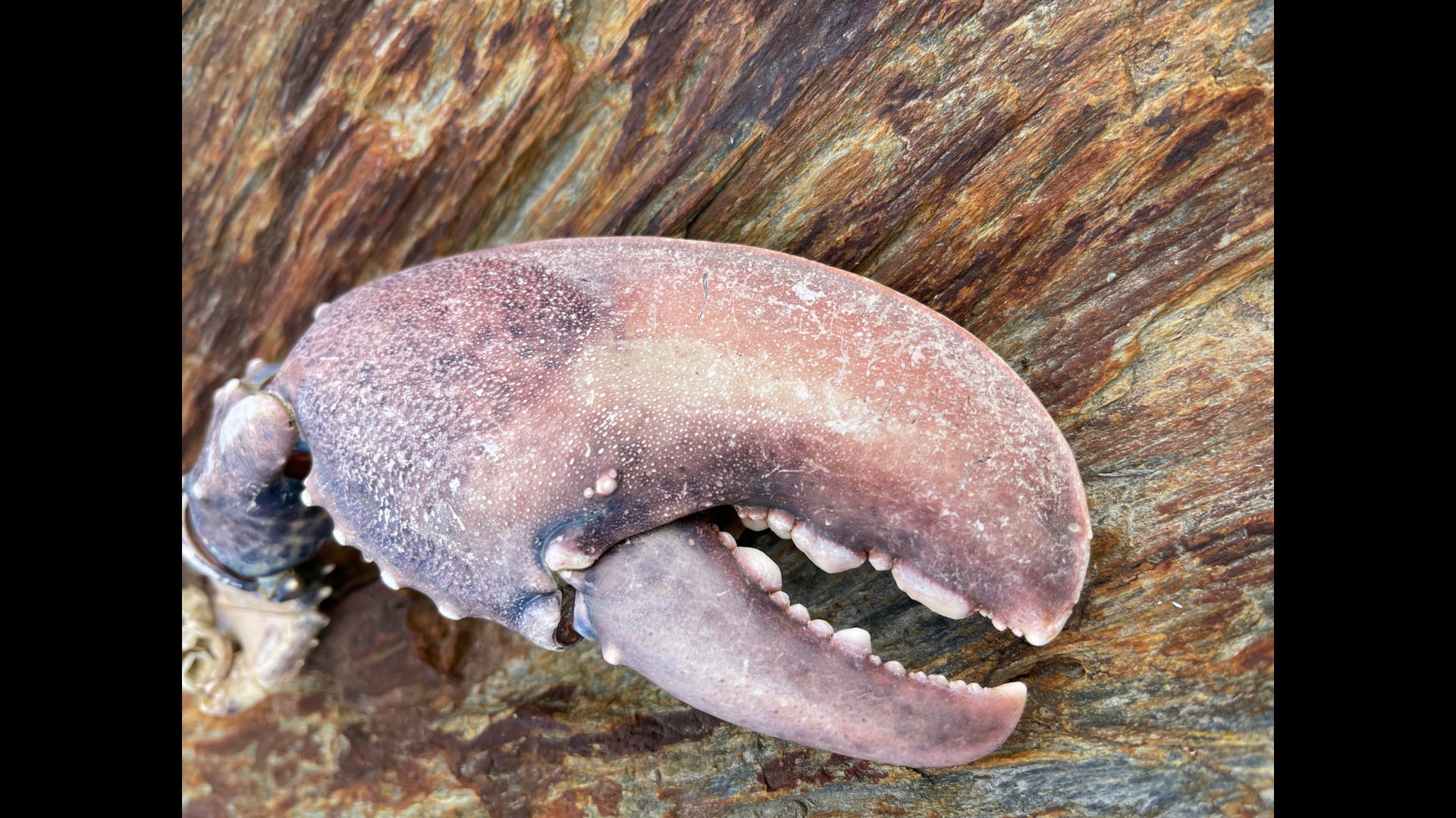 2021 July 06: "Why?" is a Meditator's Question