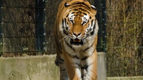 tiger, cats, carnivores