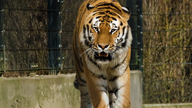 640px x 360px - 300+ Free Zoo & Animal Videos, HD & 4K Clips - Pixabay