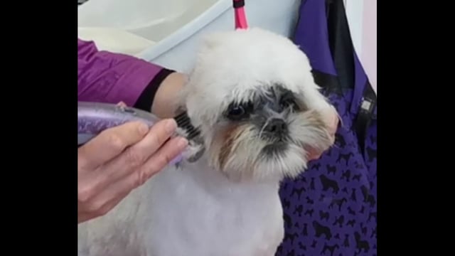 Doing a cute head with the help of attachment combs