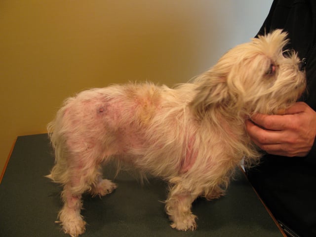 Cheap Food Causes Smelly Skin