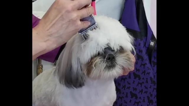 Hur man kan göra ett gulligt huvud  på en hund med hängande päls, med hjälp av distanskam