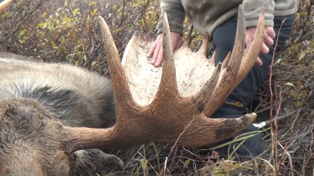 Moose Hunting in Alaska