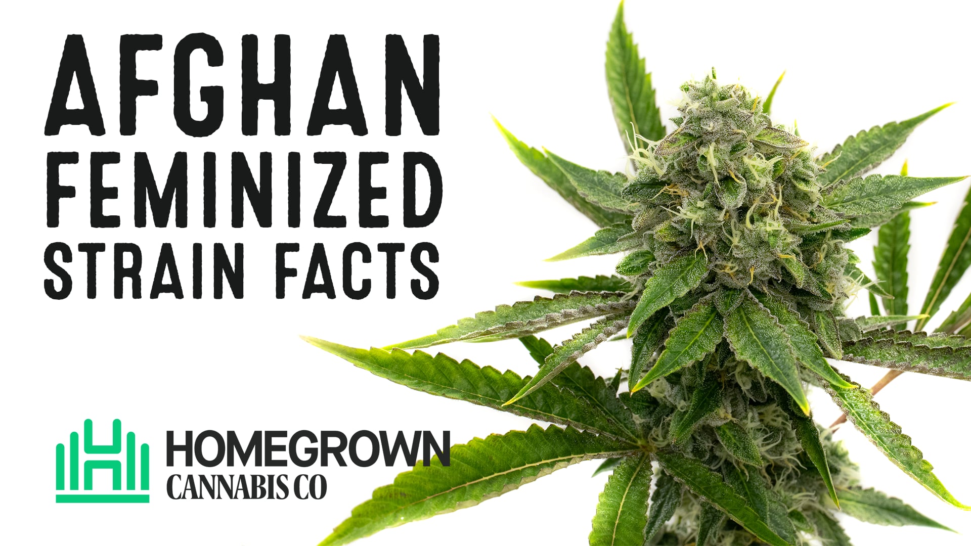 Afghan Feminized Cannabis Seeds