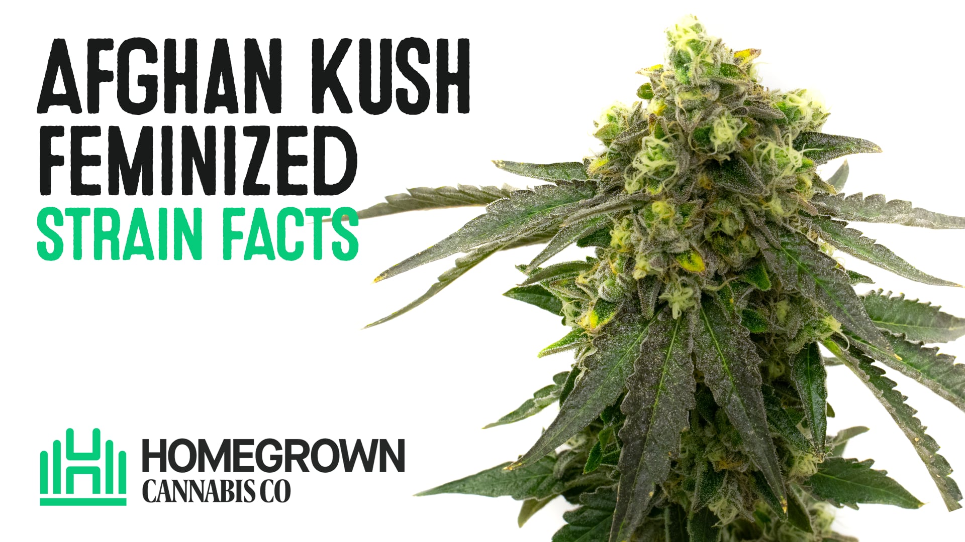 Afghan Kush Feminized Cannabis Seeds