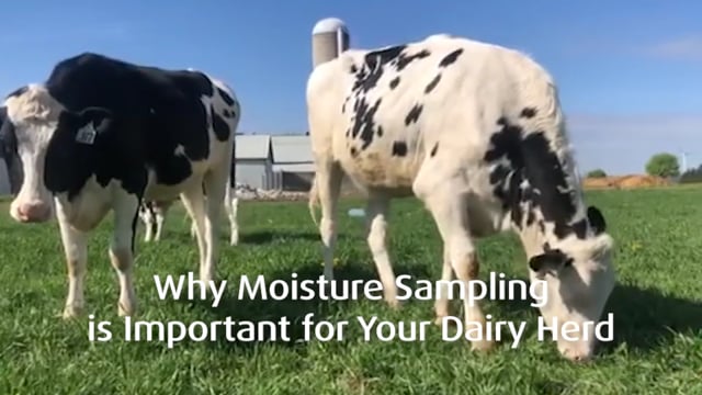 Why moisture testing is important for your dairy herd.mp4