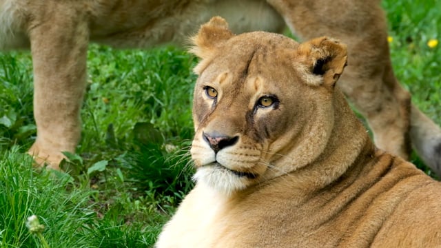 100以上の無料捕食者 野生動物動画 Hd 4kクリップ Pixabay 100以上の無料捕食者 野生動物動画 Hd 4kクリップ Pixabay