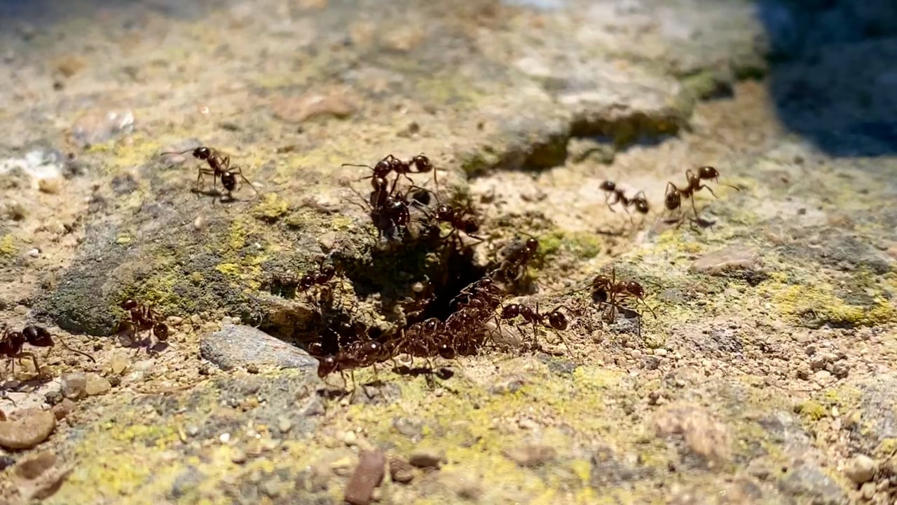 anthill.mp4