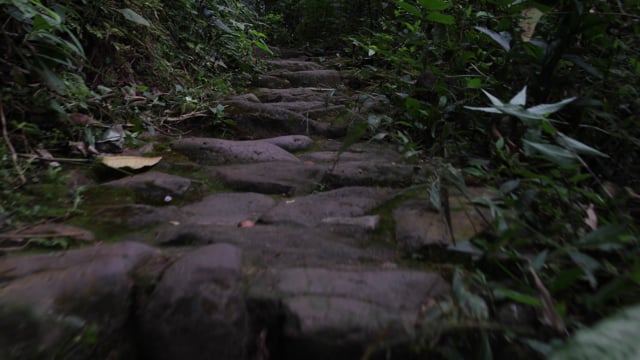 Path As A Roda Path Road Trees - Free video on Pixabay