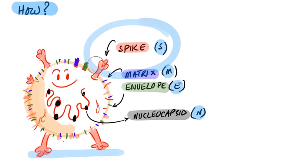 Spike Protein Cytotoxicity