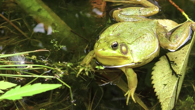 Frog Videos: Download 106+ Free 4K & HD Stock Footage Clips - Pixabay