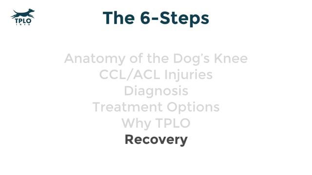 how long does it take a dog to recover from tplo surgery