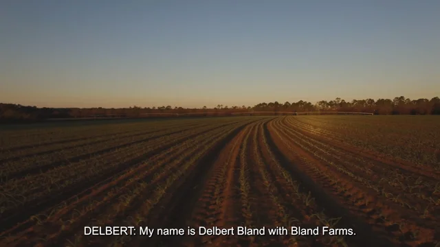 Sweet Onion Blossom Kit – Bland Farms