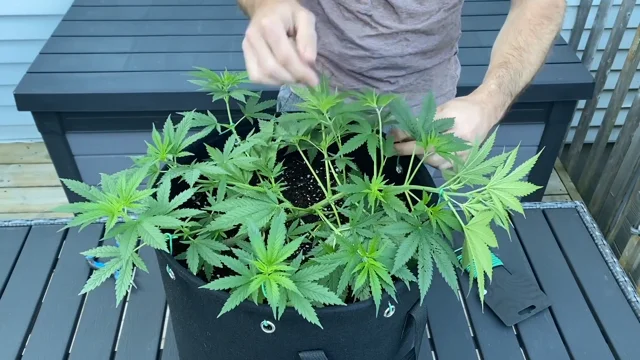 Low-Stress Training: How To Increase Your Bud Production